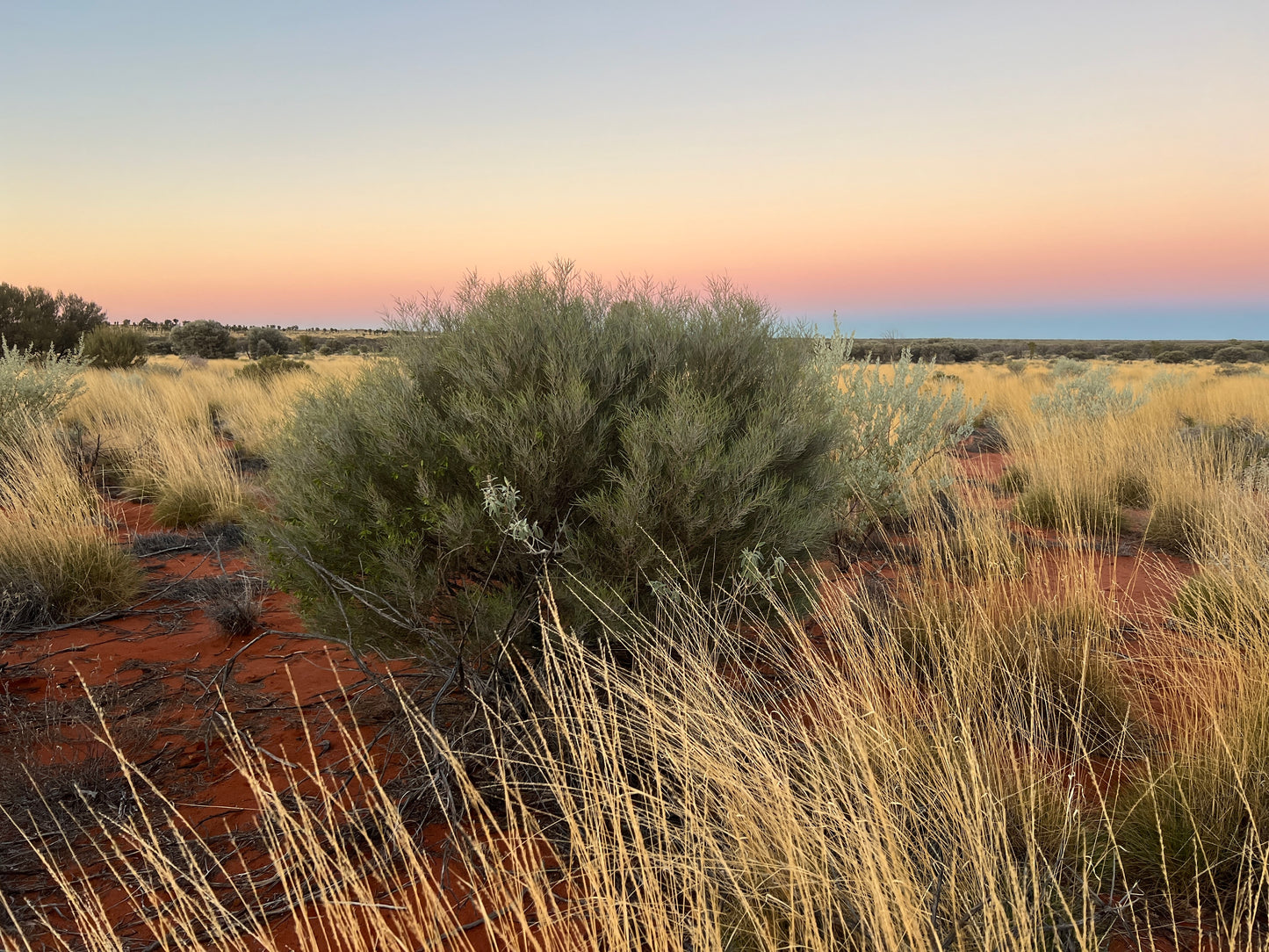 Spinifex